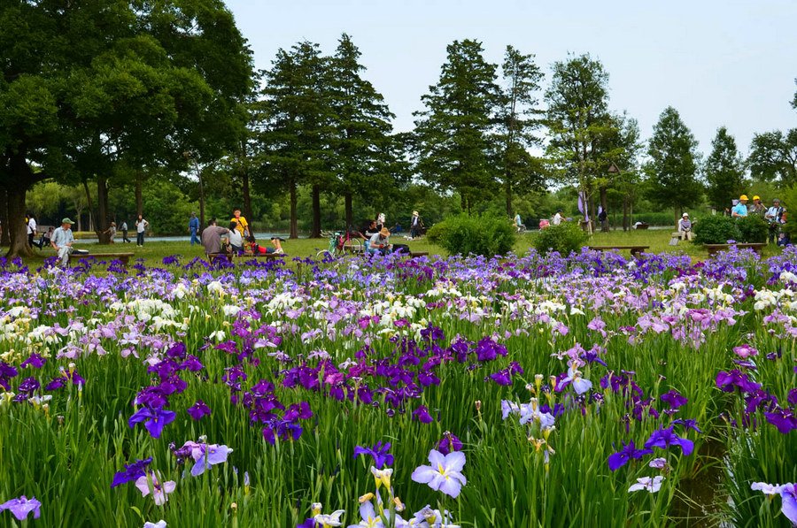 🌳 미즈모토 공원 (Mizumoto Park) 이미지 7